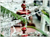 christmas thumb