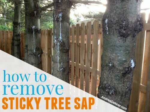 How to Remove Sticky Tree Sap from Skin, Hair, Clothes and
