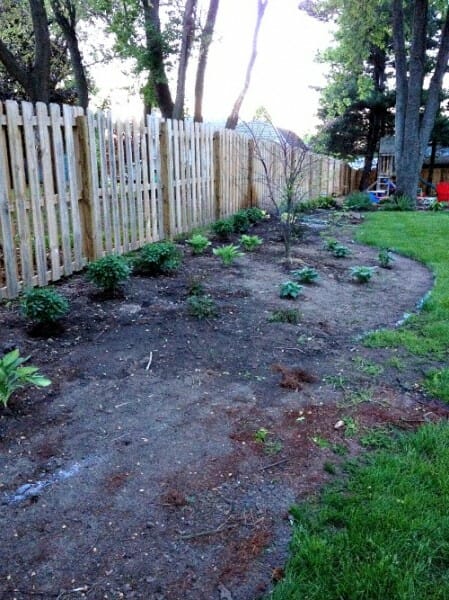 plants along fence