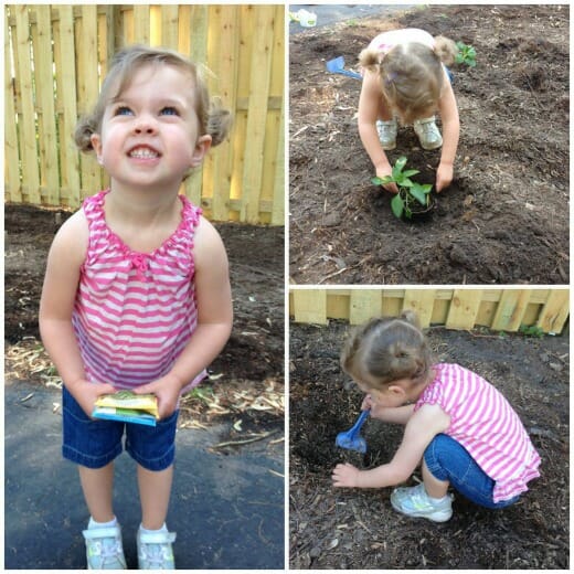 vegetable garden