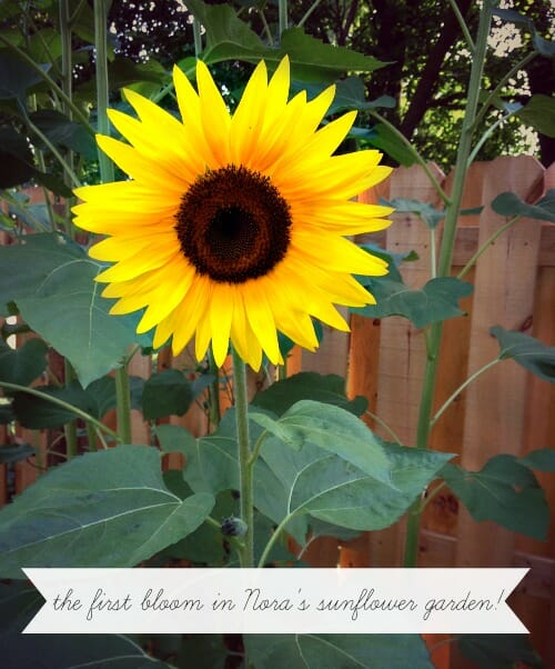 summer sunflower