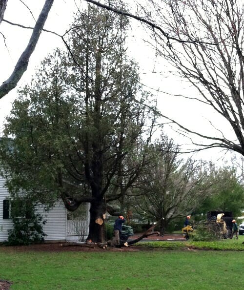 tree removal