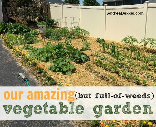 veggie garden