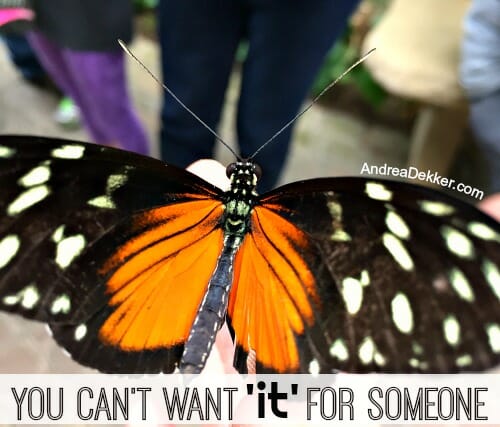 butterfly