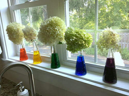 colorful flowers on window sill