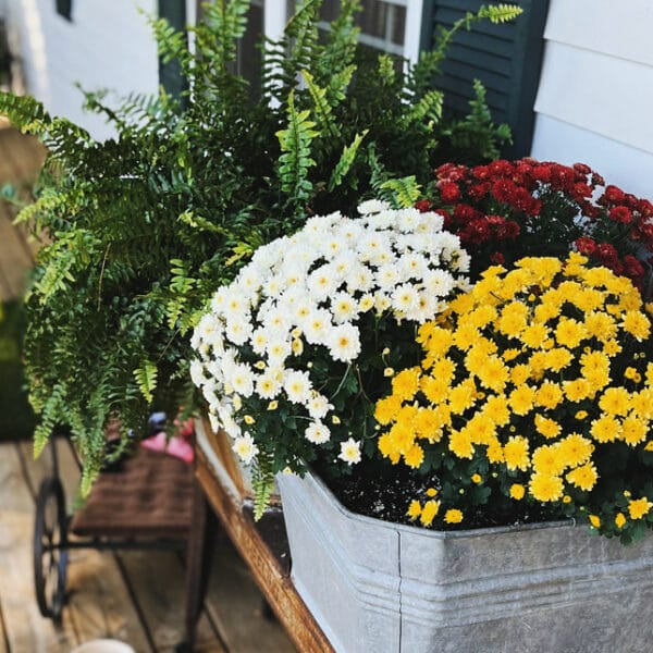 fall mums and fern