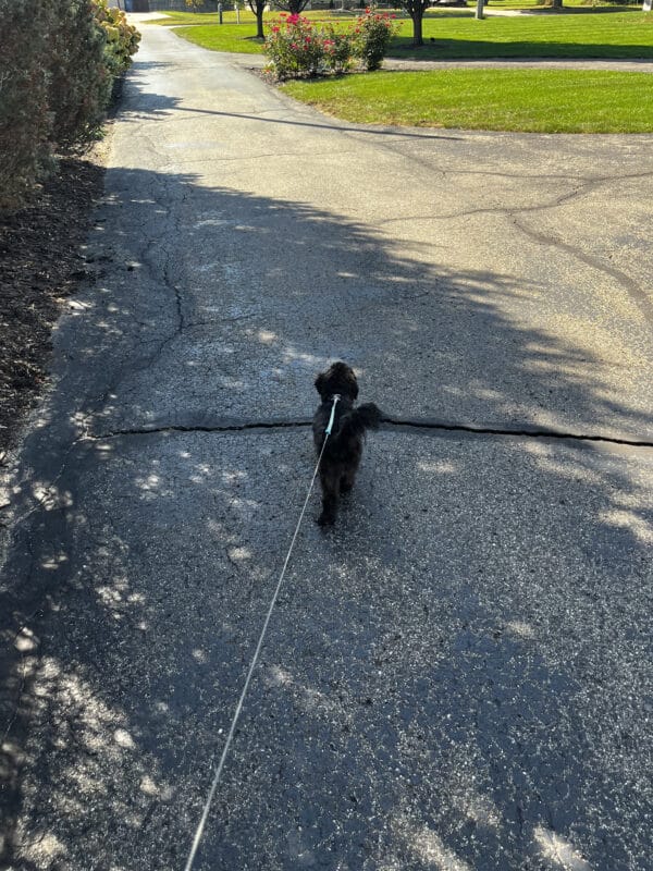 walking the dog