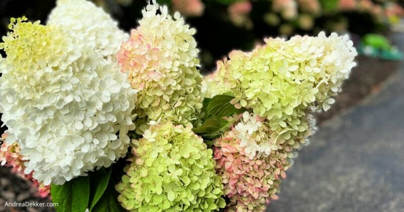 hydrangea love