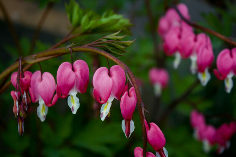 bleeding hearts