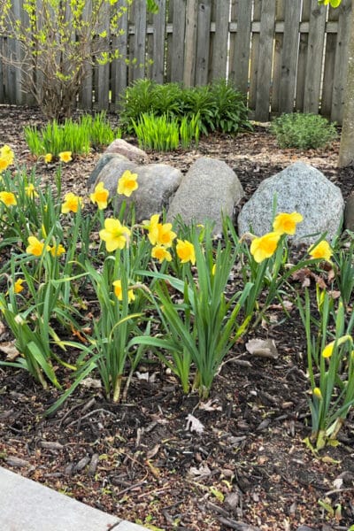daffodills