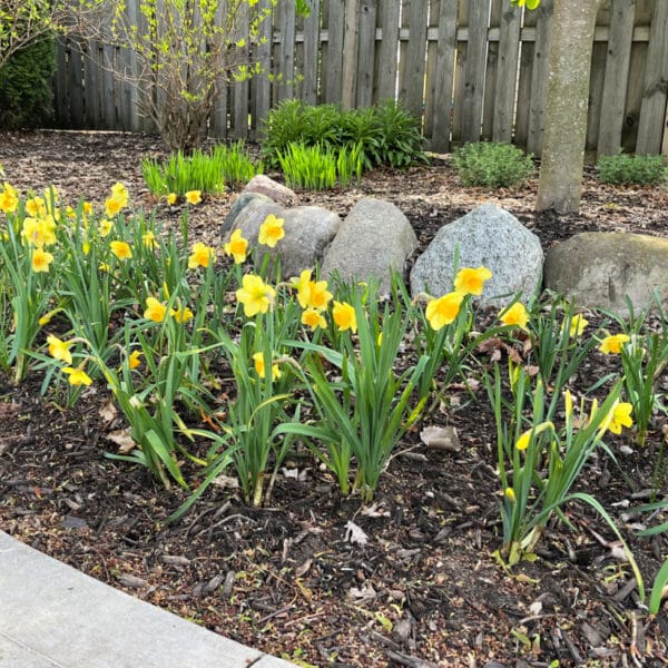 daffodills