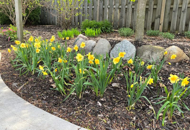 Daffodils