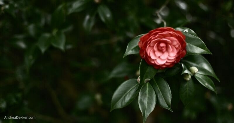 red peony