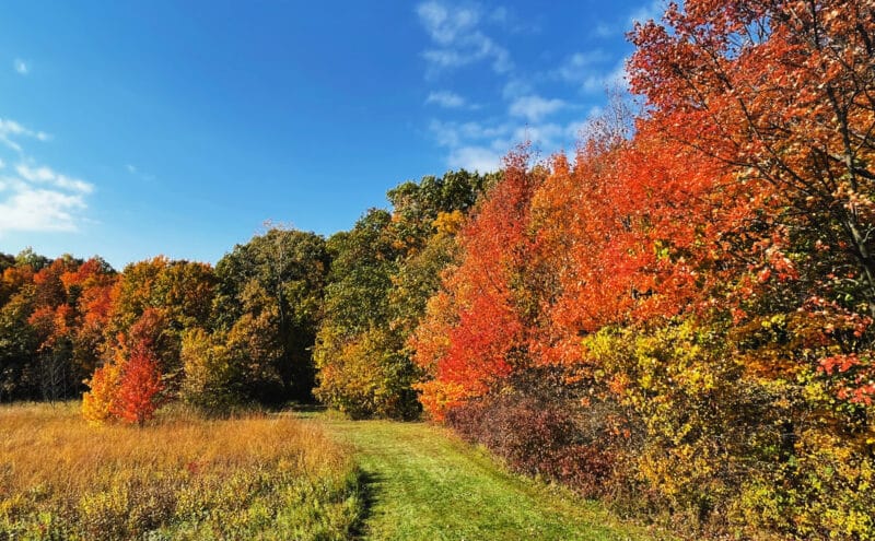 fall color