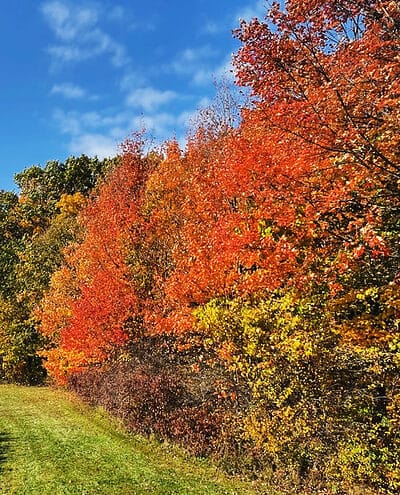 fall colors thumb