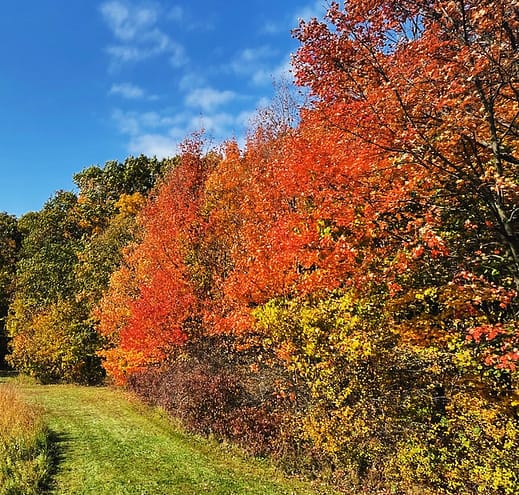 fall colors thumb