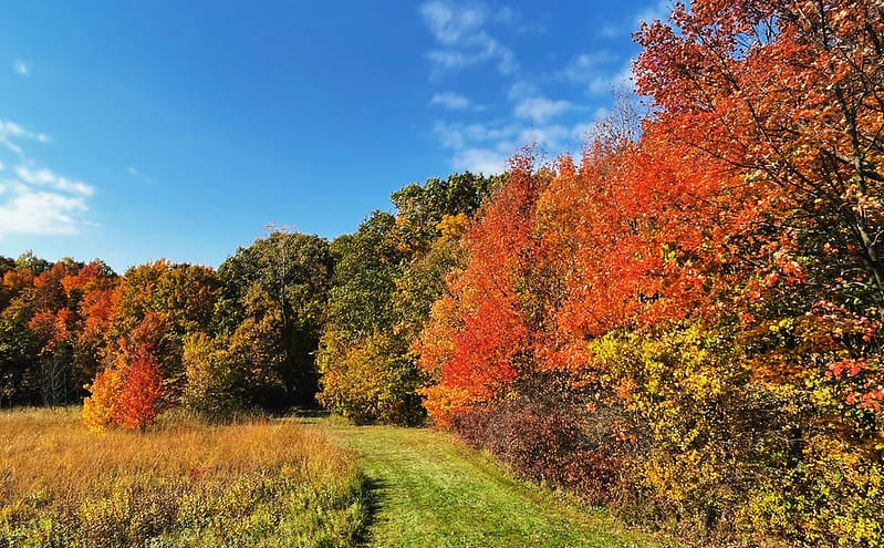 fall trees