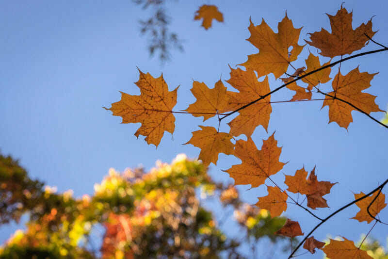 fall leaves