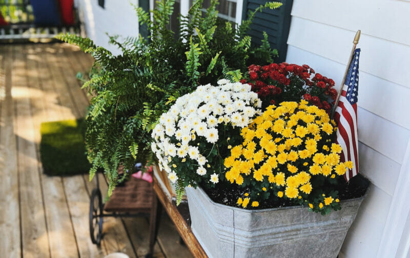fall mums in an antique planter