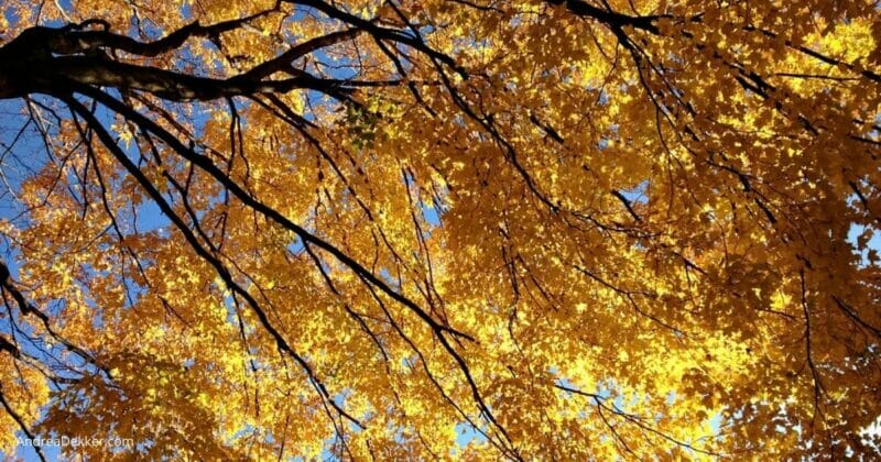 beautiful fall leaves