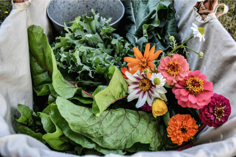 flowers and rhubarb