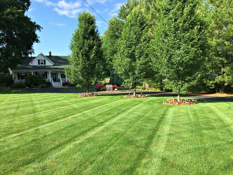 gorgeous lawn