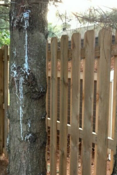 how to remove tree sap