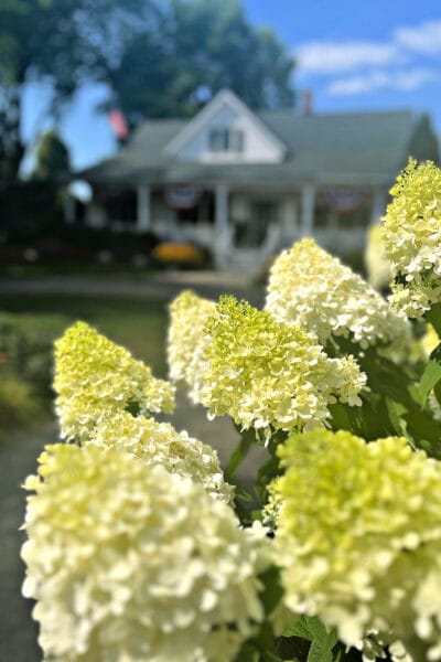 hydrangeas