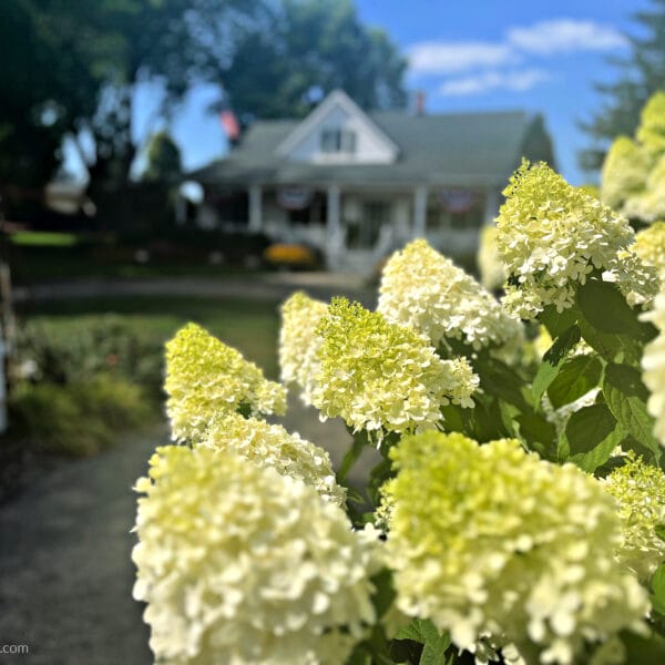 hydrangeas