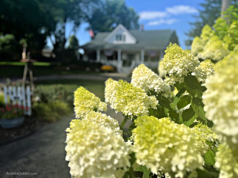 hydrangeas