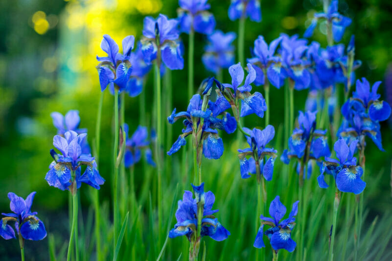 purple iris