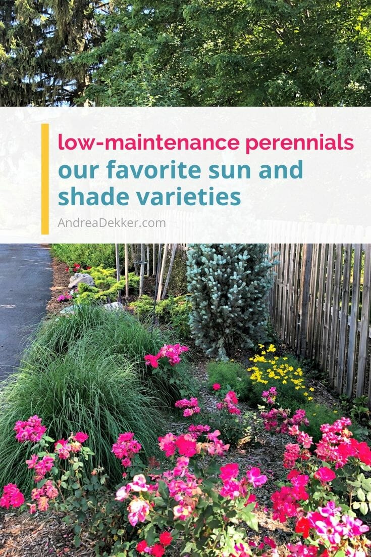 Low-maintenance perennials are a busy gardener's best friend! If you love the LOOK of beautiful flowers without all the maintenance, try planting a few of these low-maintenance perennials in your yard this year! via @andreadekker