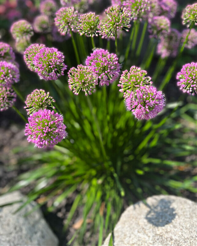 ornamental onions