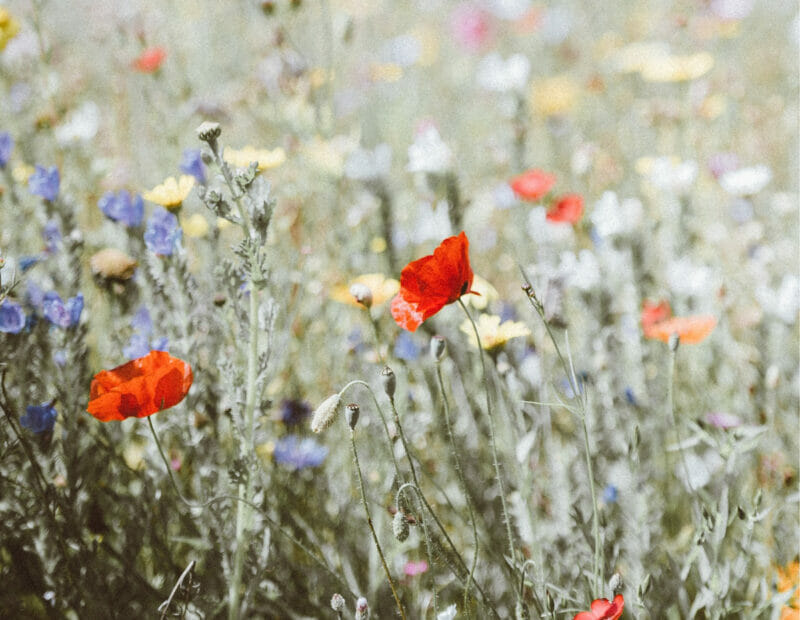 field of poppies