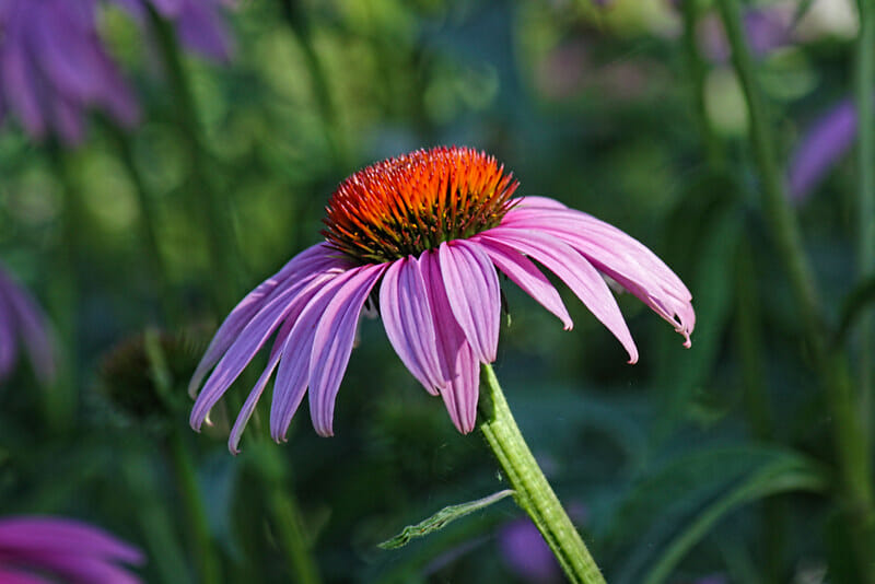 purple cone flower