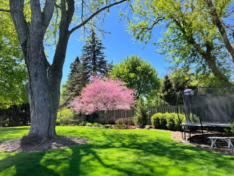 redbud tree