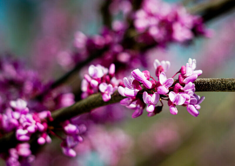 redbud tree blooming