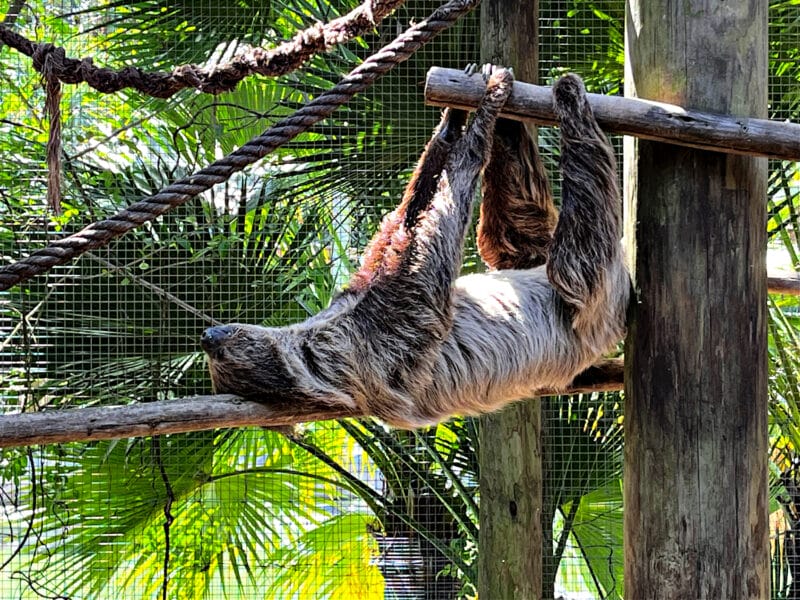 a very sleepy sloth