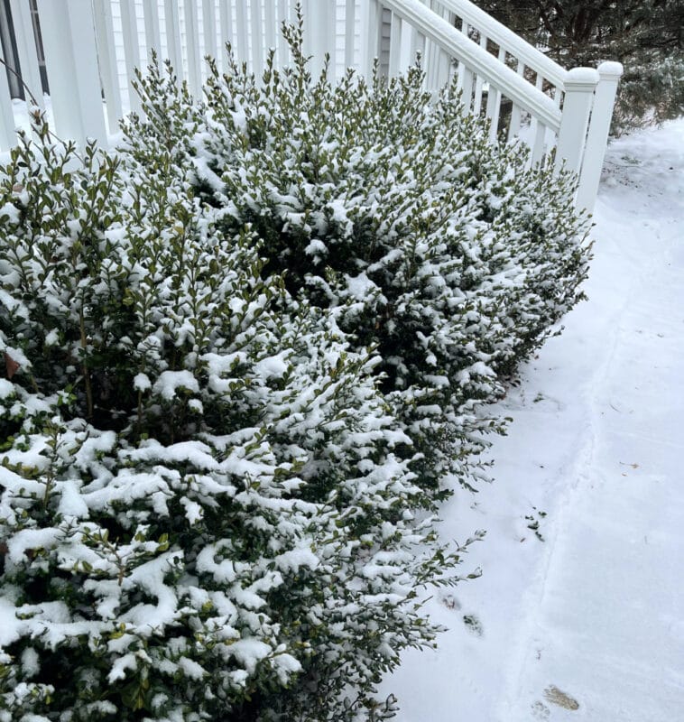 snowy bushes