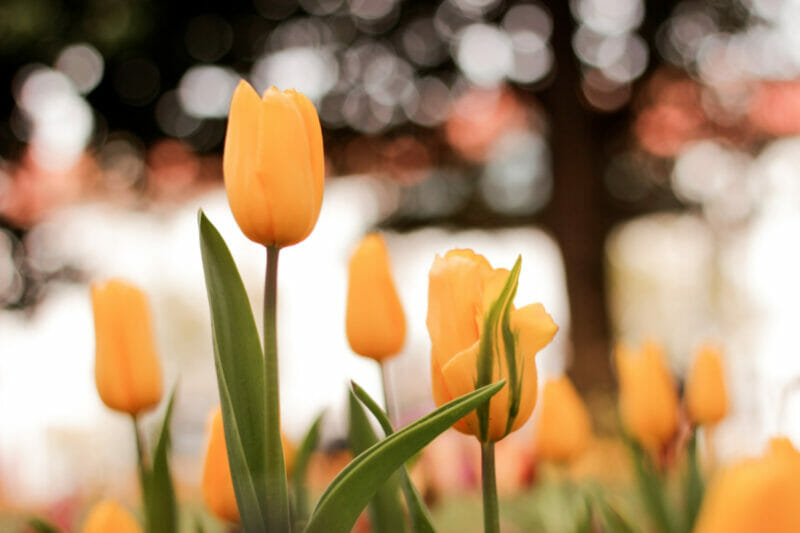 yellow tulips blooming